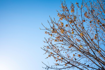 The visible branches of a hibernating tree with a few hanging leaves getting set for a new and different season.