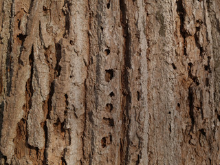 bark of a tree