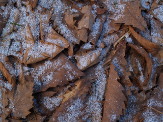 snow on the fallen leaves