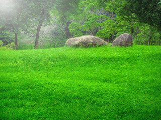 Morning view with sunlight. The rock on the green field with the sunlight.