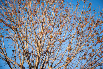 The visible branches of a hibernating tree with a few hanging leaves getting set for a new and different season.