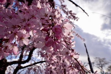 日本の桜の花見