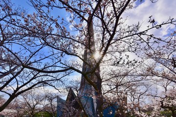 日本の桜の花見