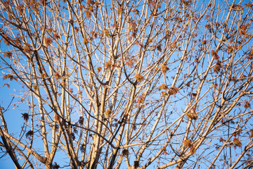 The visible branches of a hibernating tree with a few hanging leaves getting set for a new and different season.