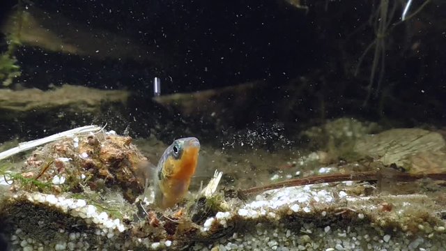 Dreistachliger Stichling (Gasterosteus aculeatus), M&auml;nnchen baut Nest