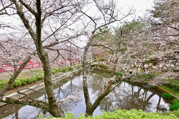 日本の桜の花見