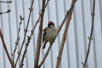 木にとまったすずめ