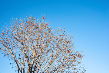 The visible branches of a hibernating tree with a few hanging leaves getting set for a new and different season.