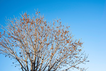 The visible branches of a hibernating tree with a few hanging leaves getting set for a new and different season.