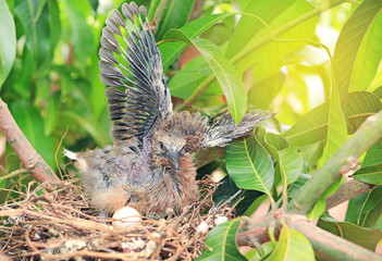 Winged newborn bird and the one egg in bird's nest on tree branch.