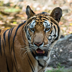 Portrait of tiger.