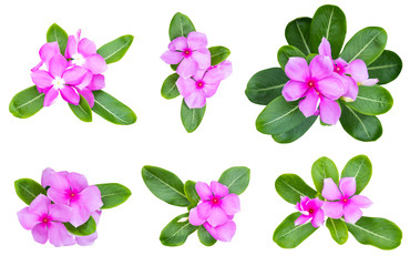 Pink Catharanthus roseus (Periwinkle,Madagascar rosy periwinkle)‎ as background picture.flower on clipping path.
