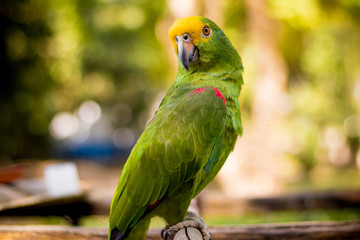 Parrot