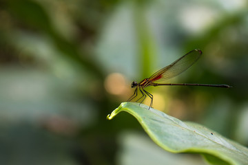 red dragonfly