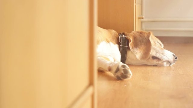 Dog with collar lying on floor sleeping