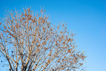 The visible branches of a hibernating tree with a few hanging leaves getting set for a new and different season.