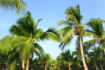 Obraz na płótnie Canvas Coconut palm trees with blue sky, tropical palms at sunny summer day.