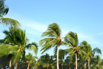 Fototapeta na wymiar Coconut palm trees with blue sky, tropical palms at sunny summer day.