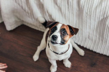 Cute Puppy Dog Jack Russell terrier looking at camera with little hand in bedroom