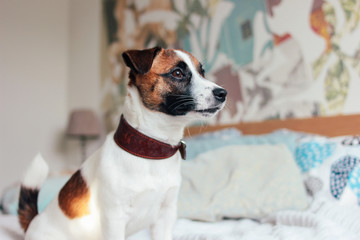 Cute Puppy Dog Jack Russell terrier looking at camera in bedroom
