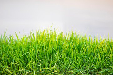 Green grass on white background,Green Grass Border
