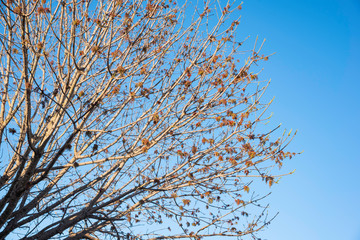 The visible branches of a hibernating tree with a few hanging leaves getting set for a new and different season.