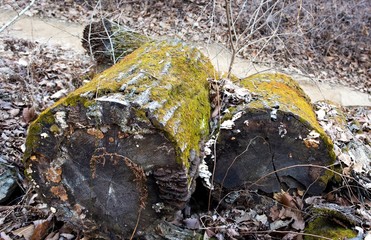 Abandoned cut logs covered with mosses and mushrooms next to a hike road