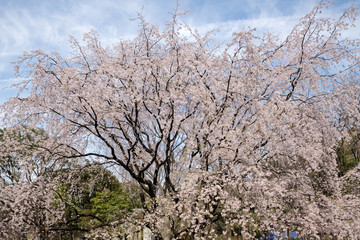 Naklejka premium 満開の枝垂れ桜