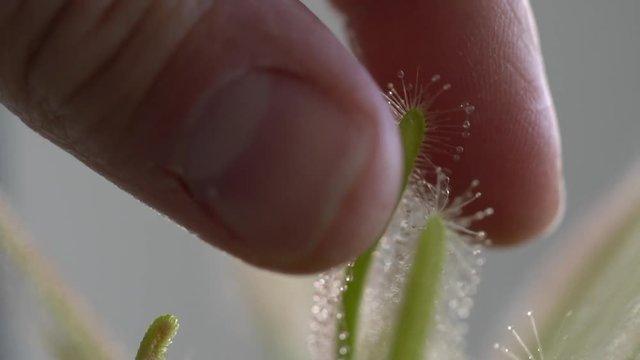 Human fingers touching sundew leaf. Macro shot in slow motion.