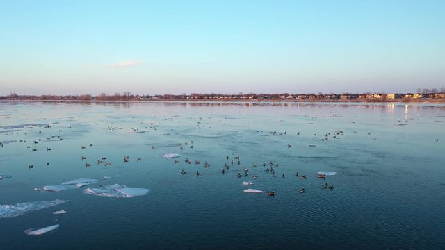 Canda gooses and ice in St-Laurence river at sunset