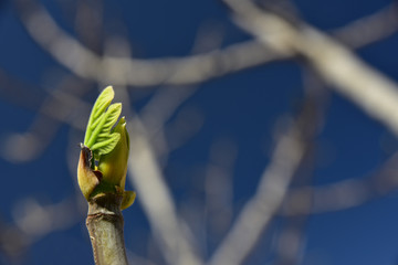 junge triebe eines feigenbaumes vor blauem himmel