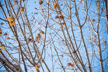 The visible branches of a hibernating tree with a few hanging leaves getting set for a new and different season.