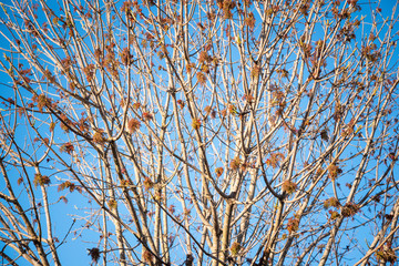 The visible branches of a hibernating tree with a few hanging leaves getting set for a new and different season.