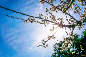 Spring in Tokyo