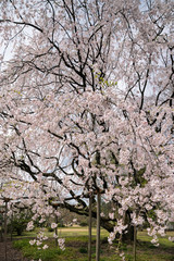 しだれ桜