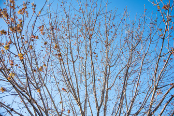 The visible branches of a hibernating tree with a few hanging leaves getting set for a new and different season.