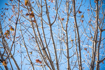 The visible branches of a hibernating tree with a few hanging leaves getting set for a new and different season.