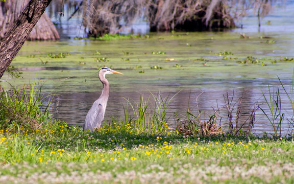 Grey heron is enjoying sunny day at swamp