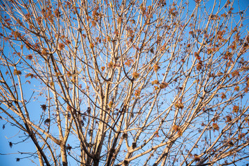 The visible branches of a hibernating tree with a few hanging leaves getting set for a new and different season.