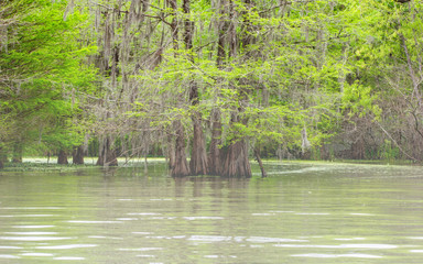  Forests in swamp under cloudy sky