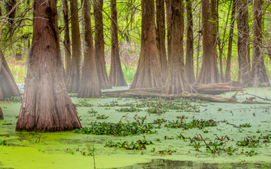  Forests in swamp under cloudy sky