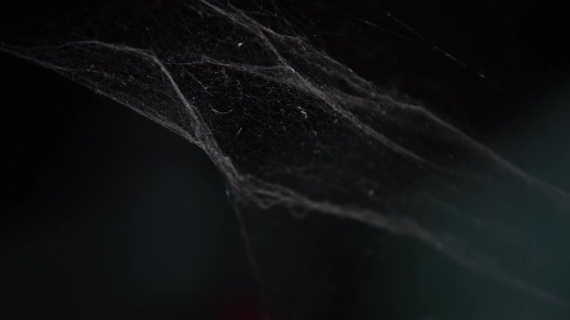 Cobweb or spider web on black background