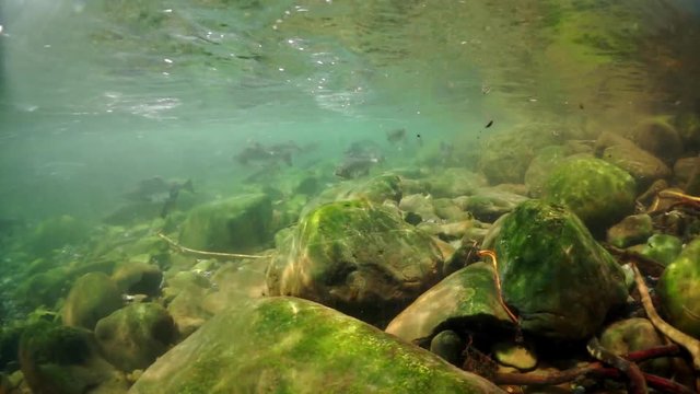 General plan of shooting school of salmon fish underwater in Sea. Salmonidae Oncorhynchus gorbuscha game-fish in clear transparent water.