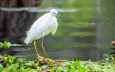 Great egret are enjoy summer times on swamps 