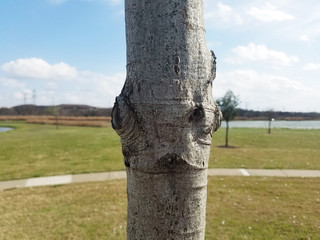 Face of tree