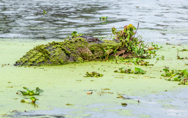  See you later, alligator