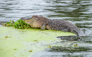 See you later, alligator