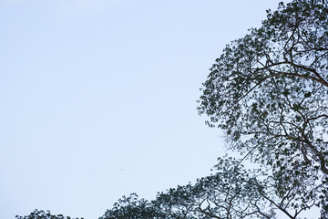 tree branch on tree