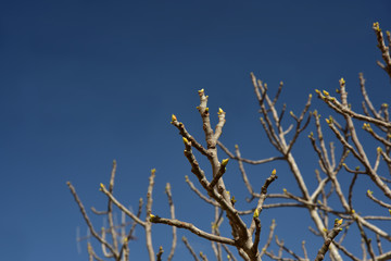 junge triebe eines feigenbaumes vor blauem himmel