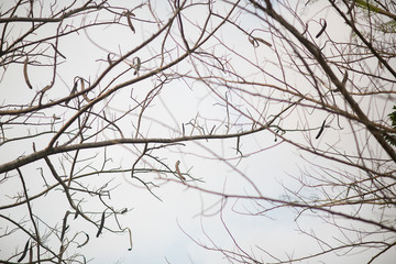 Fototapeta na wymiar tree branch in summer
